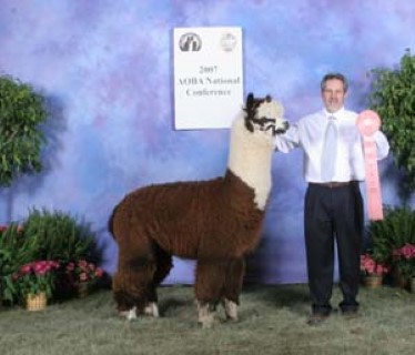 Alpaca For Sale - RF Royal Ricardo at Alpacas of Royalwood Farm